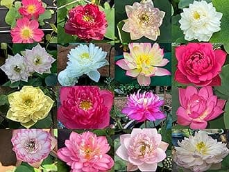 Indian Gardens - Lotus live Tubers | Live Plant | Aquatic plants | (Pack of 10)